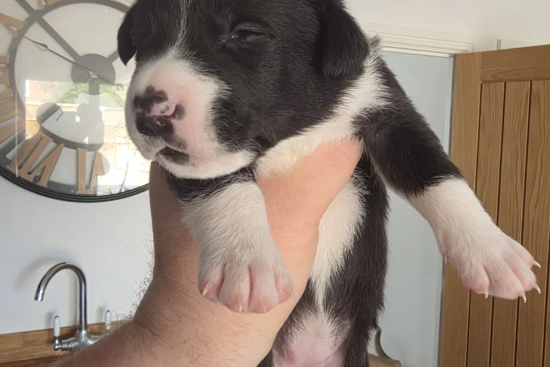 Mixed Breed