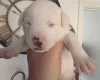 Mixed Breed