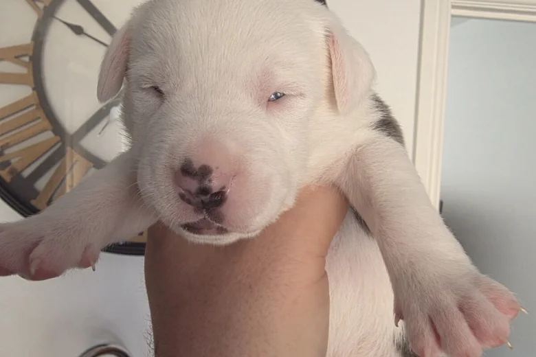 Mixed Breed