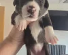Mixed Breed