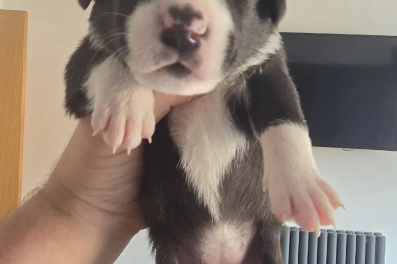 Mixed Breed