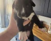 Mixed Breed