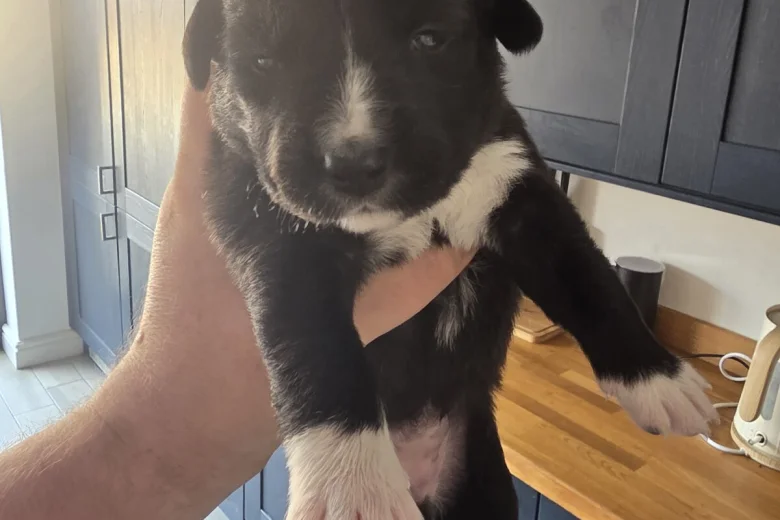 Mixed Breed