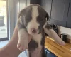 Mixed Breed