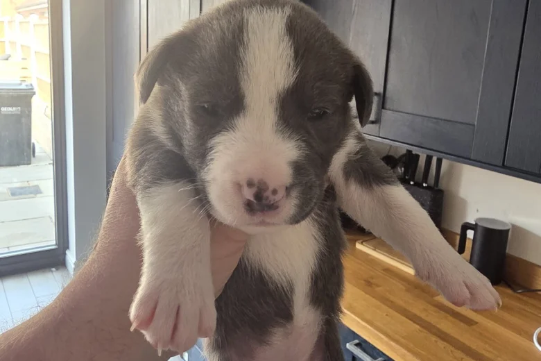 Mixed Breed