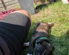 Staffordshire Bull Terrier