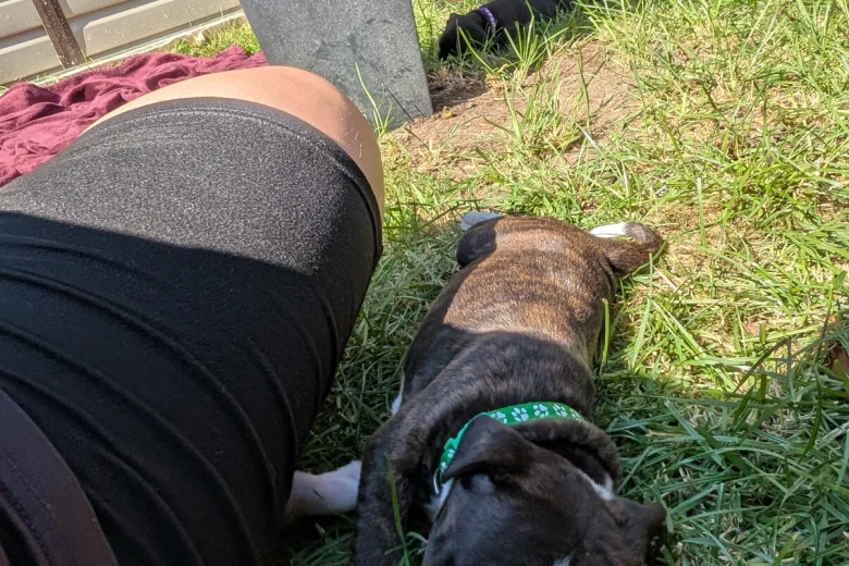 Staffordshire Bull Terrier