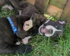 Staffordshire Bull Terrier