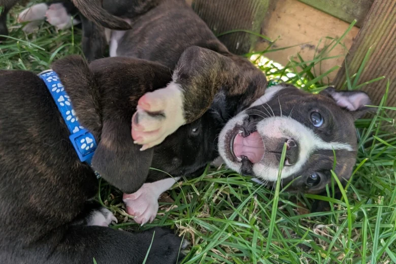 Staffordshire Bull Terrier