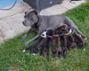 Staffordshire Bull Terrier