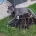 Staffordshire Bull Terrier