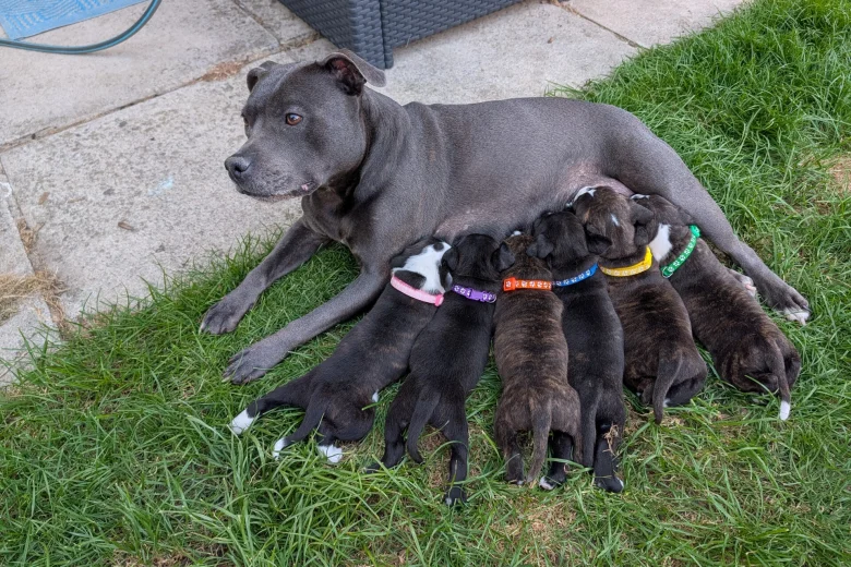 Staffordshire Bull Terrier