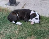 Staffordshire Bull Terrier
