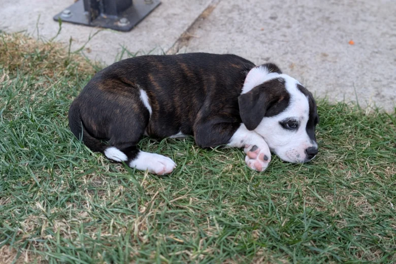 Staffordshire Bull Terrier