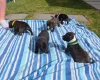 Staffordshire Bull Terrier