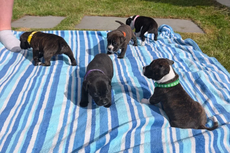 Staffordshire Bull Terrier