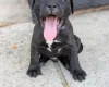 Staffordshire Bull Terrier