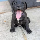 Staffordshire Bull Terrier