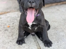 Staffordshire Bull Terrier