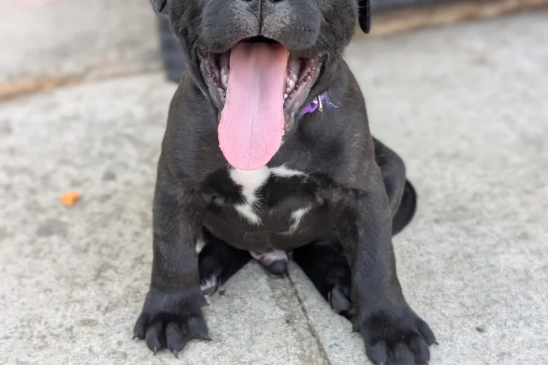 Staffordshire Bull Terrier