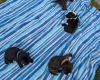 Staffordshire Bull Terrier