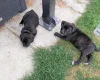 Staffordshire Bull Terrier