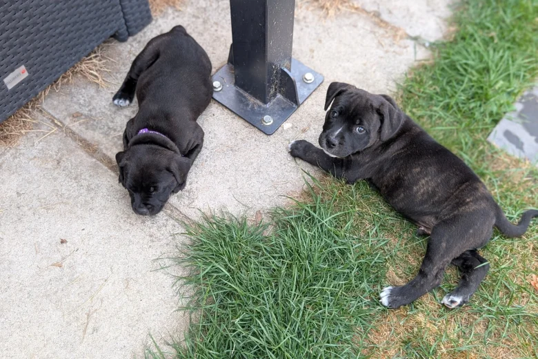 Staffordshire Bull Terrier