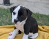 Staffordshire Bull Terrier