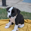 Staffordshire Bull Terrier