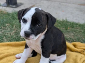 Staffordshire Bull Terrier