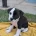 Staffordshire Bull Terrier