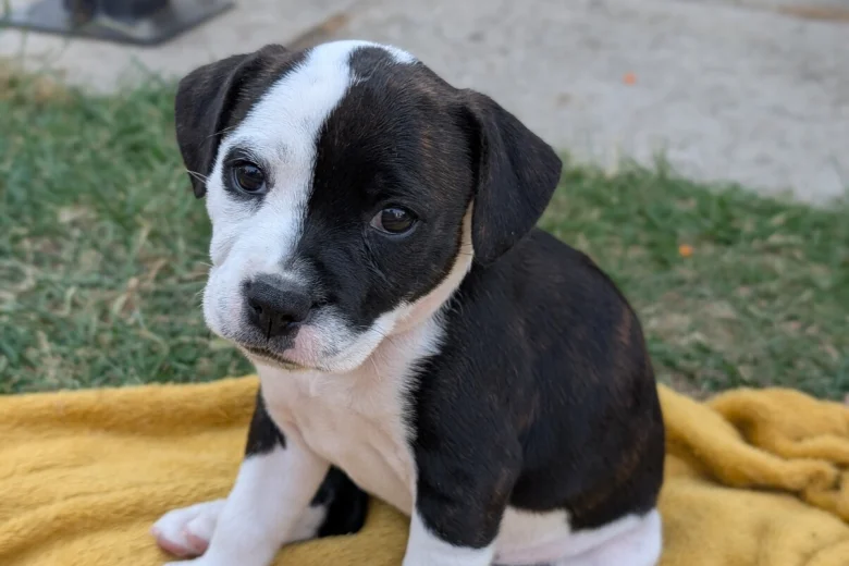 Staffordshire Bull Terrier