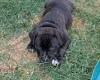 Staffordshire Bull Terrier