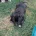 Staffordshire Bull Terrier