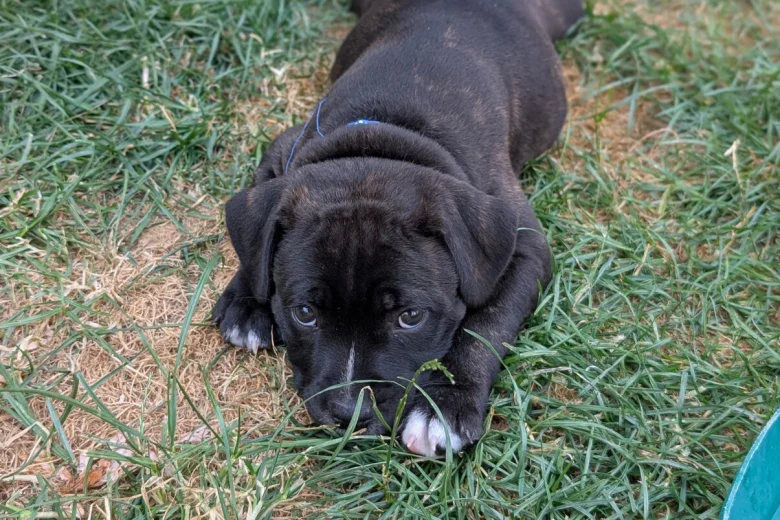 Staffordshire Bull Terrier