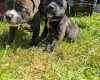 Staffordshire Bull Terrier