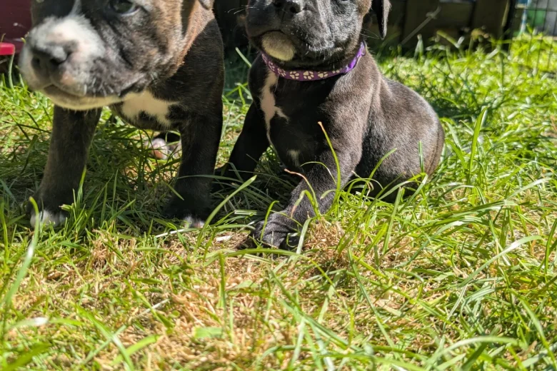 Staffordshire Bull Terrier
