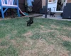 Staffordshire Bull Terrier