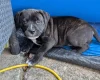 Staffordshire Bull Terrier