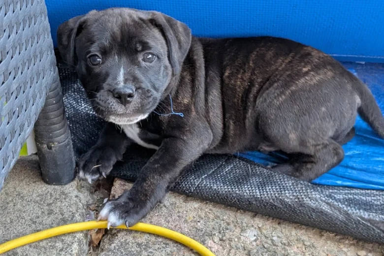 Staffordshire Bull Terrier