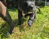 Staffordshire Bull Terrier