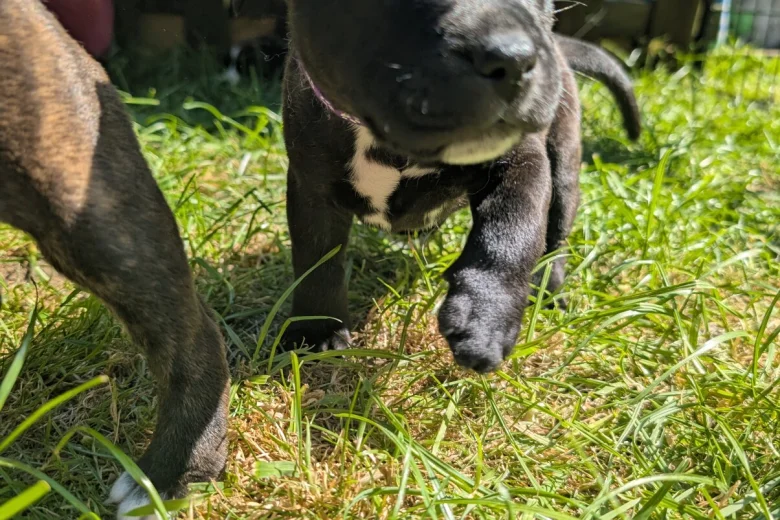 Staffordshire Bull Terrier