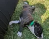 Staffordshire Bull Terrier