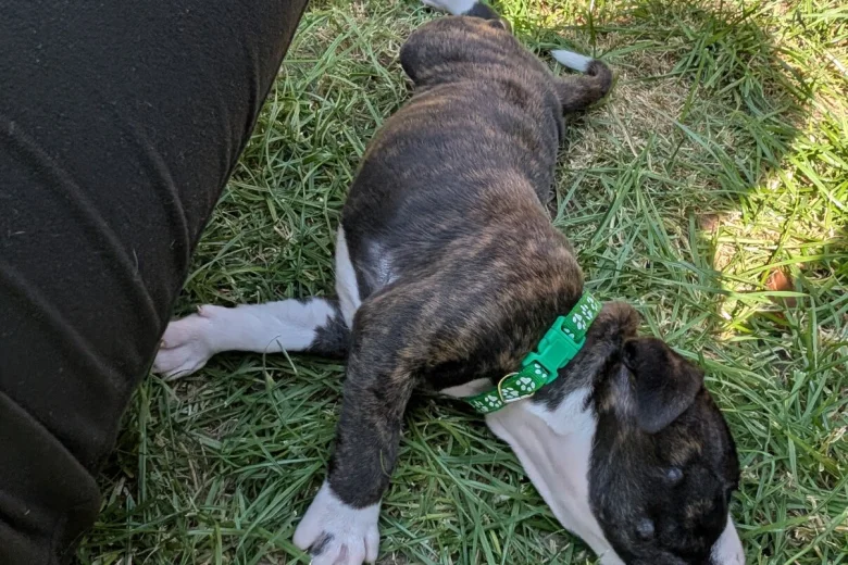 Staffordshire Bull Terrier