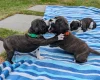 Staffordshire Bull Terrier