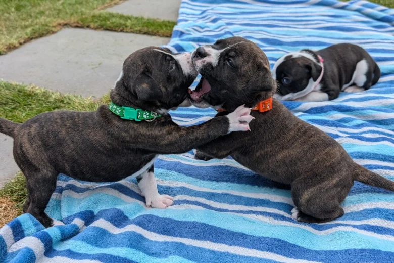 Staffordshire Bull Terrier
