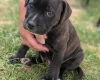 Staffordshire Bull Terrier