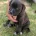 Staffordshire Bull Terrier