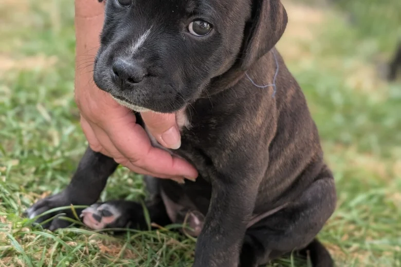 Staffordshire Bull Terrier