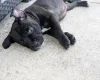 Staffordshire Bull Terrier